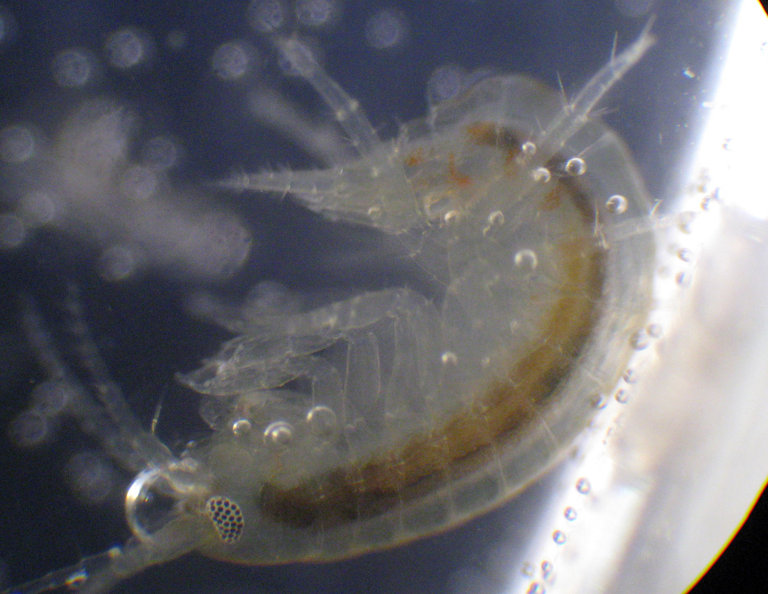 Gammarus sp